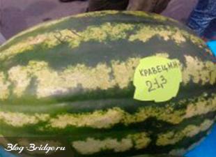 Kamyshinsky watermelon festival: how it was How is the Watermelon Festival
