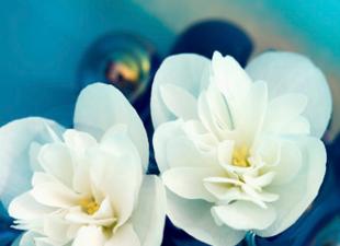 Unique jasmine oil or where to find the elixir of sensuality, beauty and health