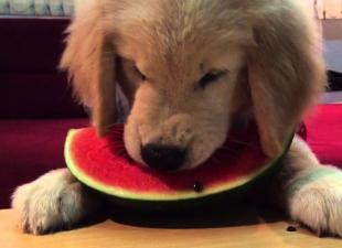 Je možné dať psovi melón Je možné dať melón šteňaťu